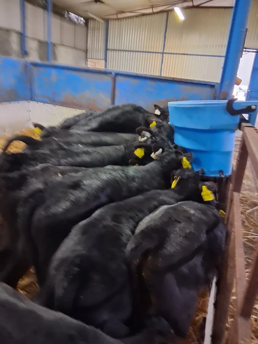 Angus calves - Image 3