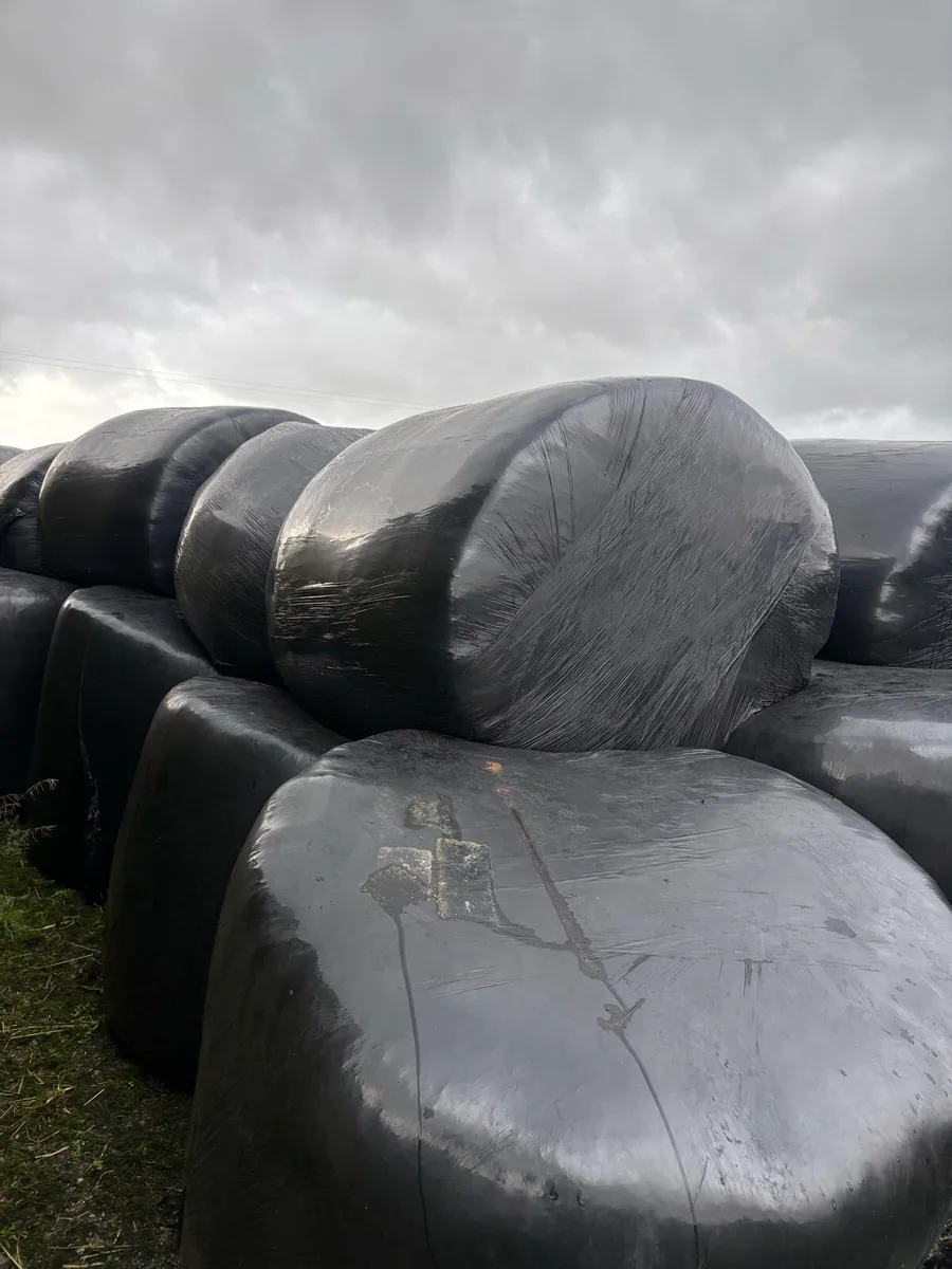 Silage bales - Image 1