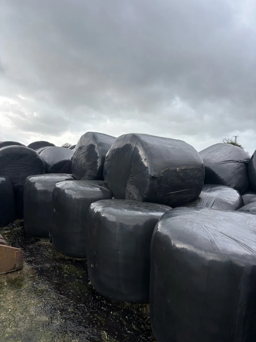 Silage bales - Image 2