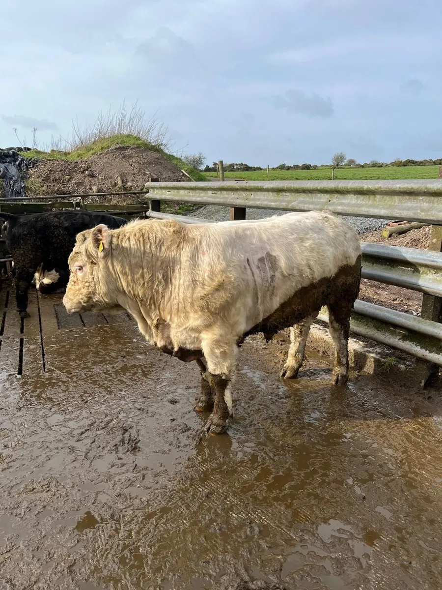 Pedigree Charolais Bull 23 Months - SCEP Eligible - Image 2