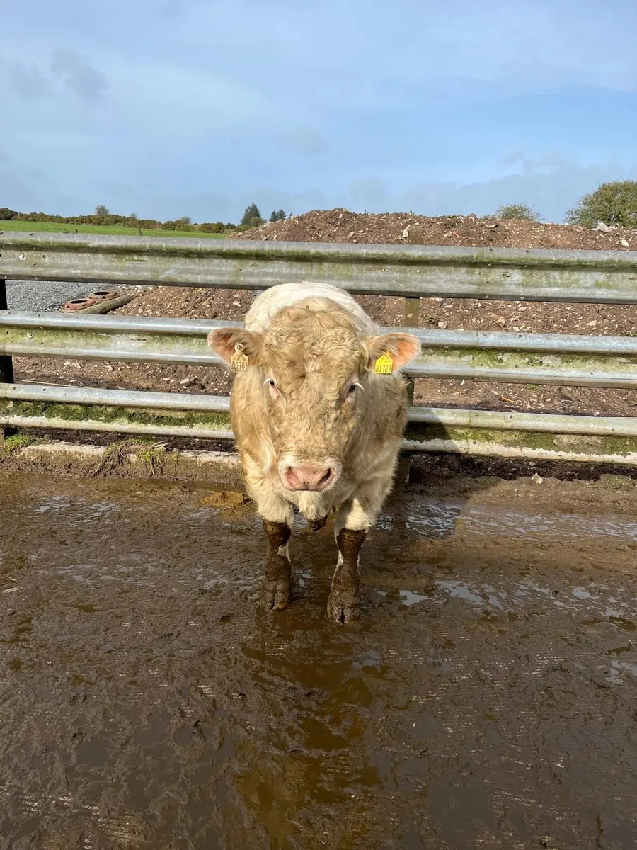 Pedigree Charolais Bull 23 Months - SCEP Eligible - Image 3