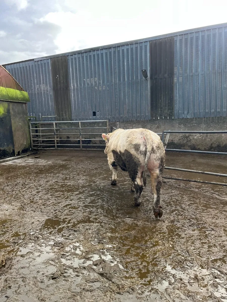 Pedigree Charolais Bull 23 Months - SCEP Eligible - Image 4