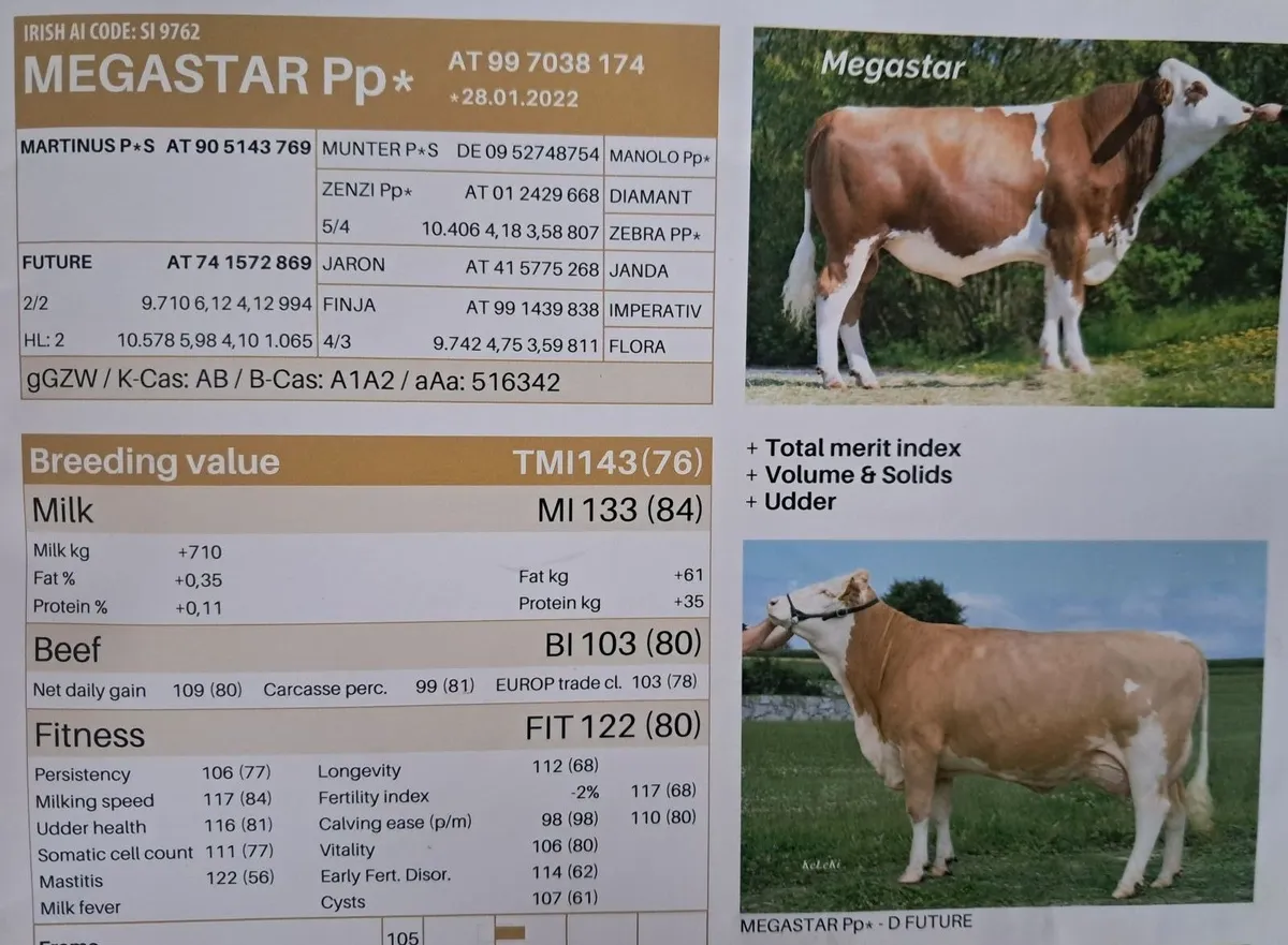 Bonlea Fleckvieh, Ped Reg Fleckvieh bulls - Image 4