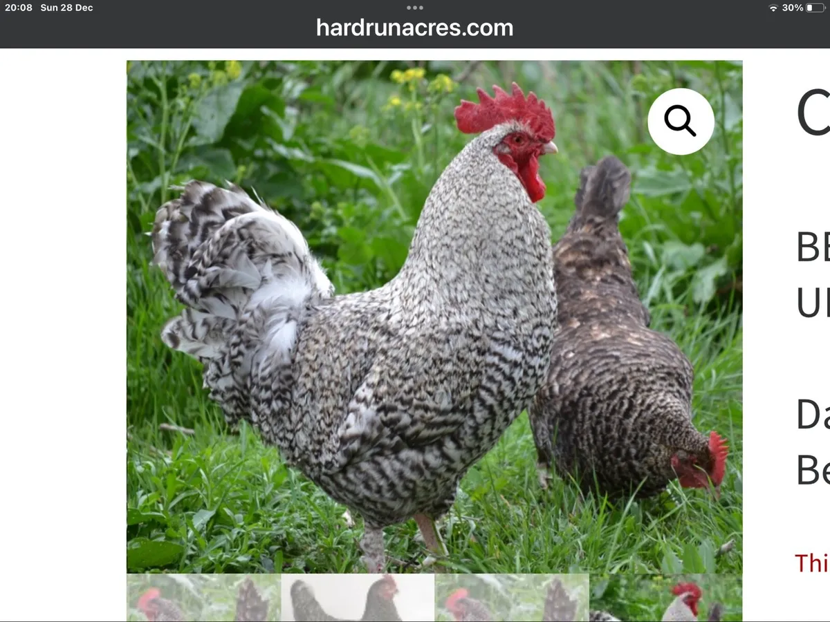 Cuckoo Maran Fertile Eggs - Image 1