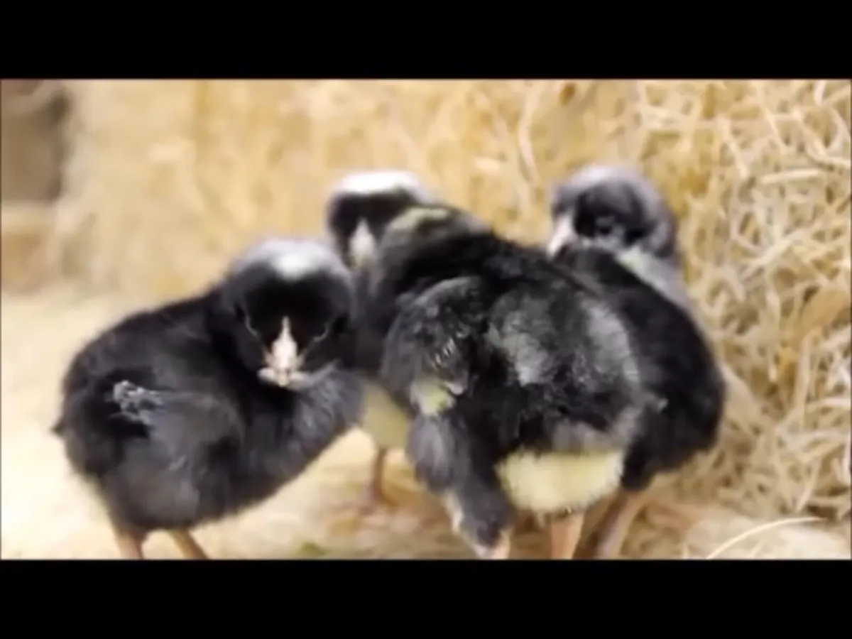 Cuckoo Maran Fertile Eggs - Image 2