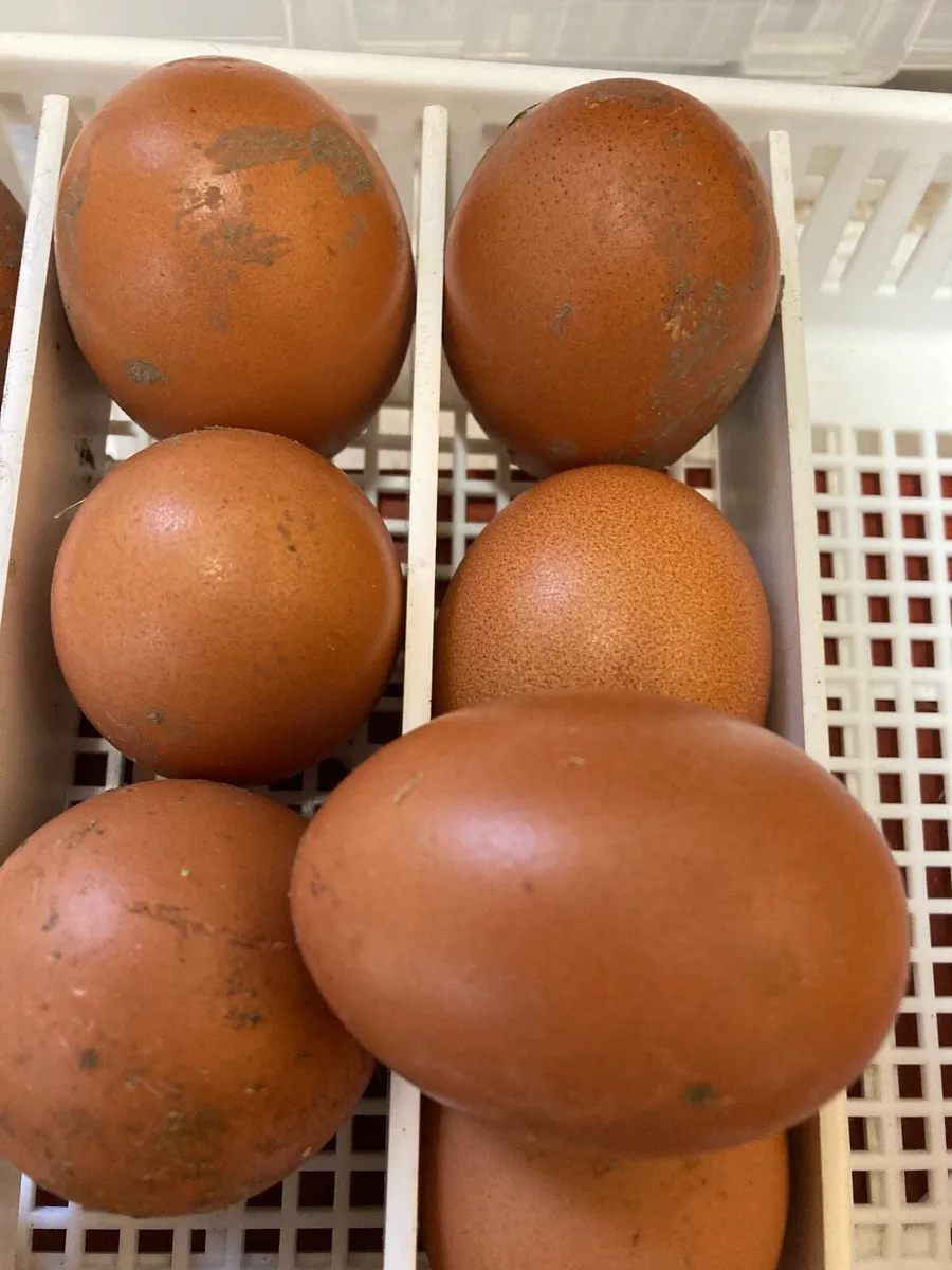 Cuckoo Maran Fertile Eggs - Image 3