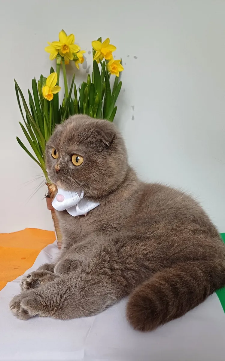 Scottish fold and British Shorthair kittens - Image 3