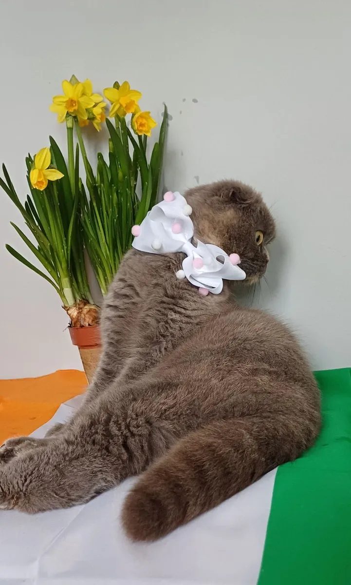 Scottish fold and British Shorthair kittens - Image 4