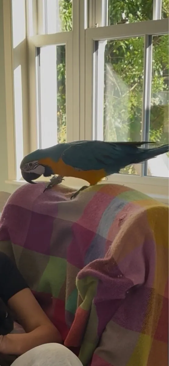 Macaw parrot - Image 1