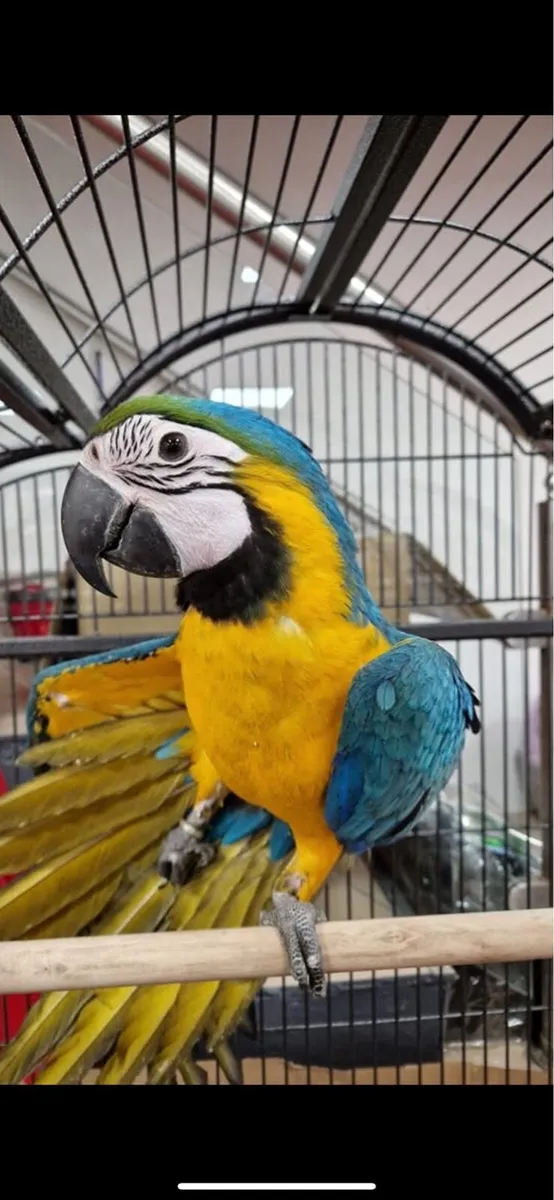Macaw parrot - Image 3