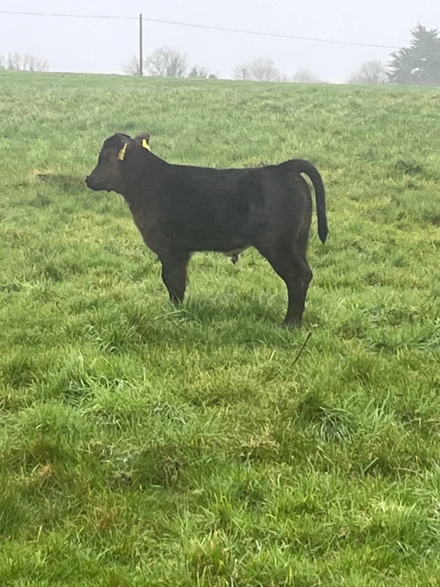 Cow and calf - Image 3