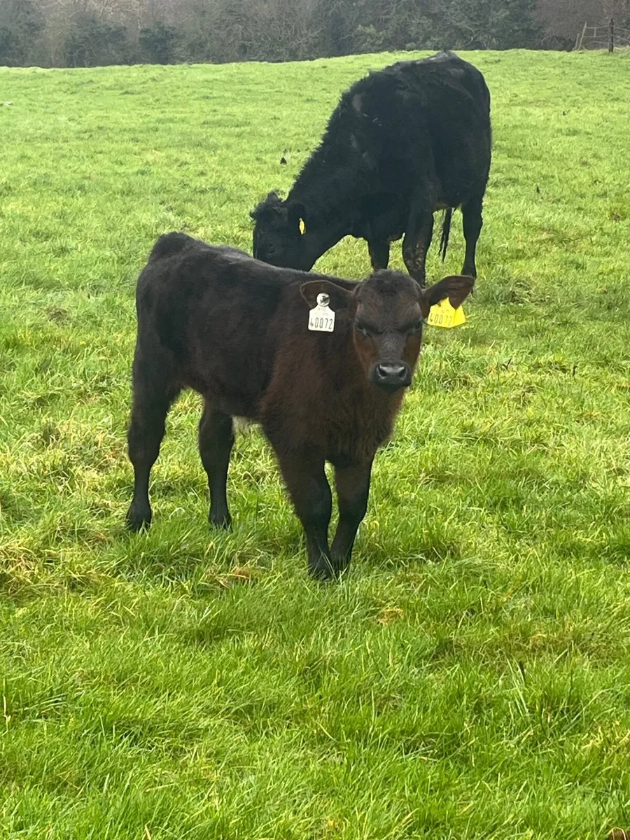 Cow and calf - Image 2