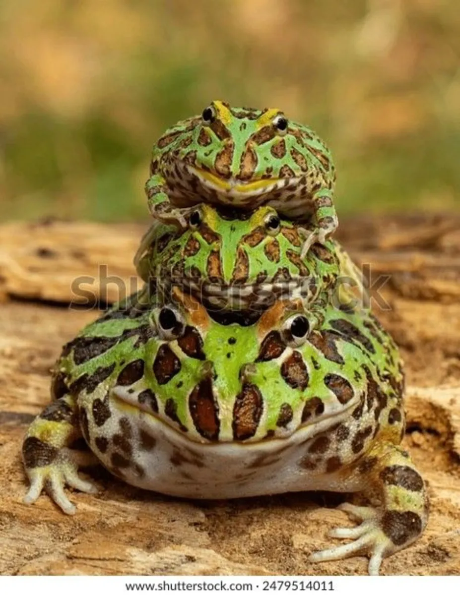 Wanted pacman or tree frog