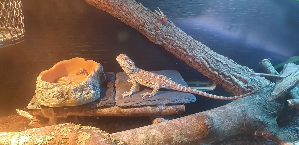 Wanted bearded dragon