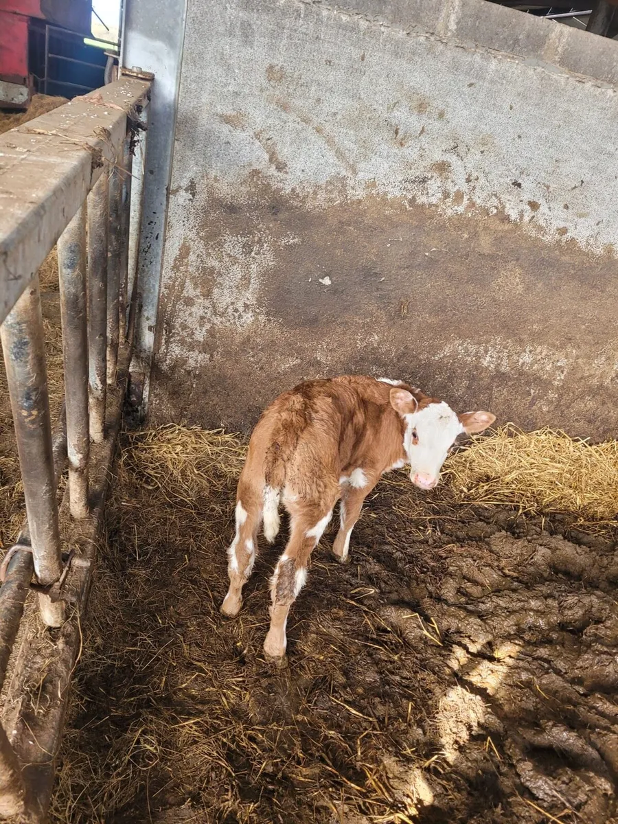 Calf - Image 1