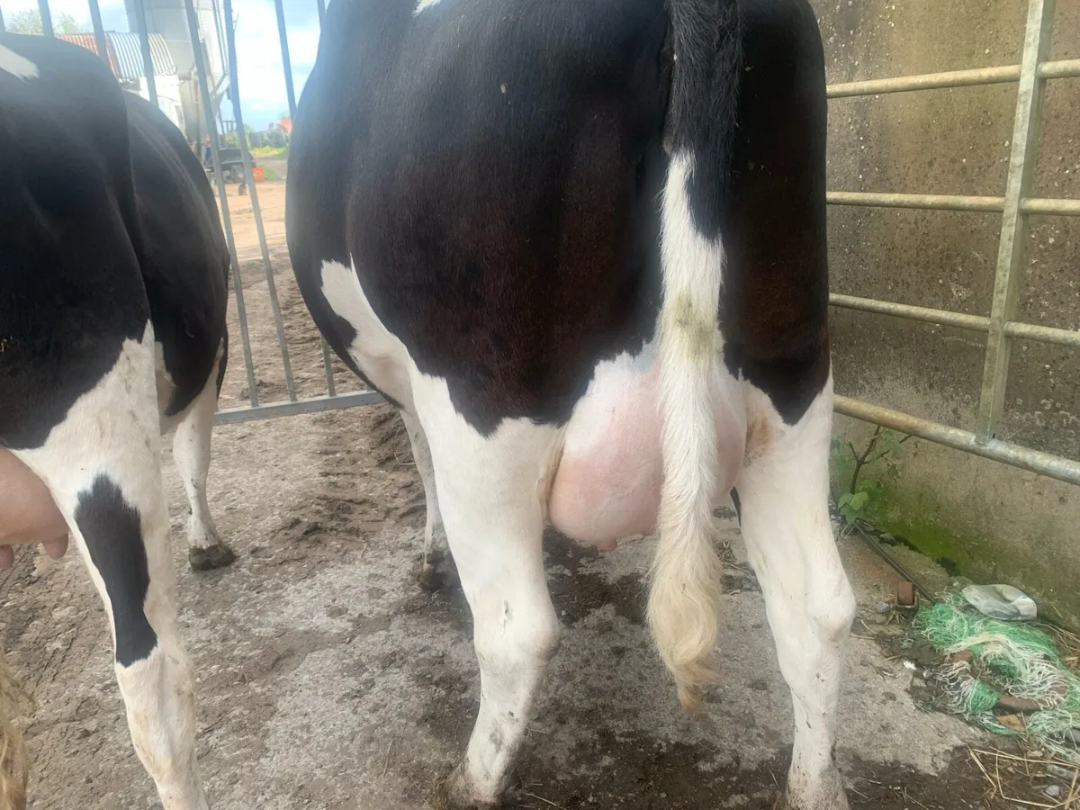 Freshly calved fresian heiffers - Image 1