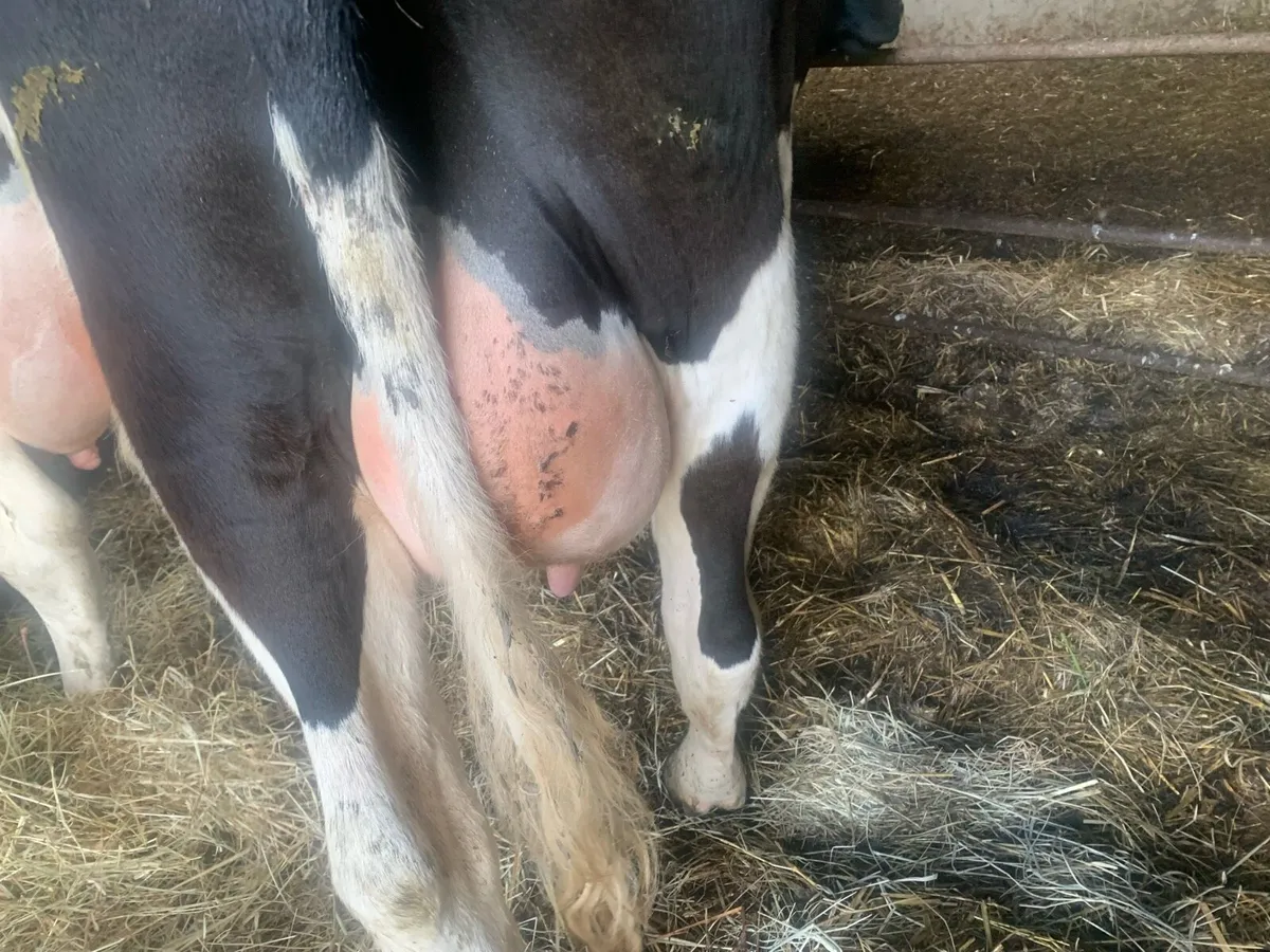 Freshly calved fresian heiffers - Image 3