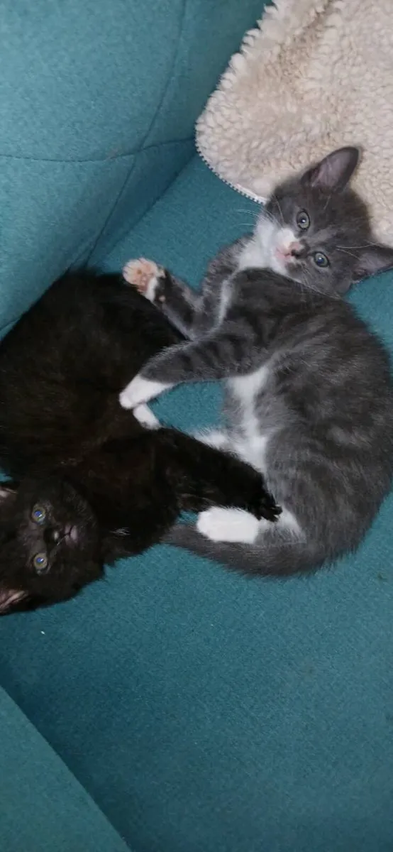 Kittens 💓 - Image 4