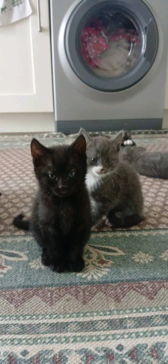 Kittens 💓 - Image 2