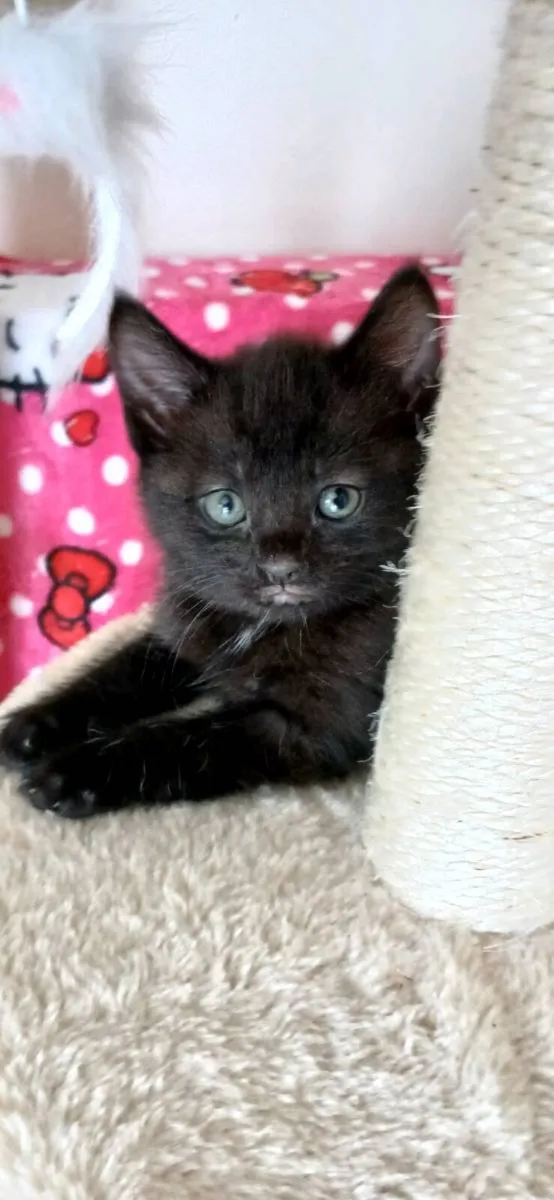 Kittens 💓 - Image 3