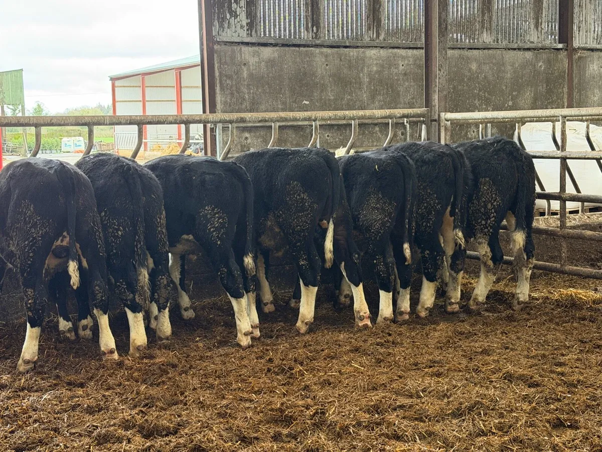 8 super white head bullocks - Image 1