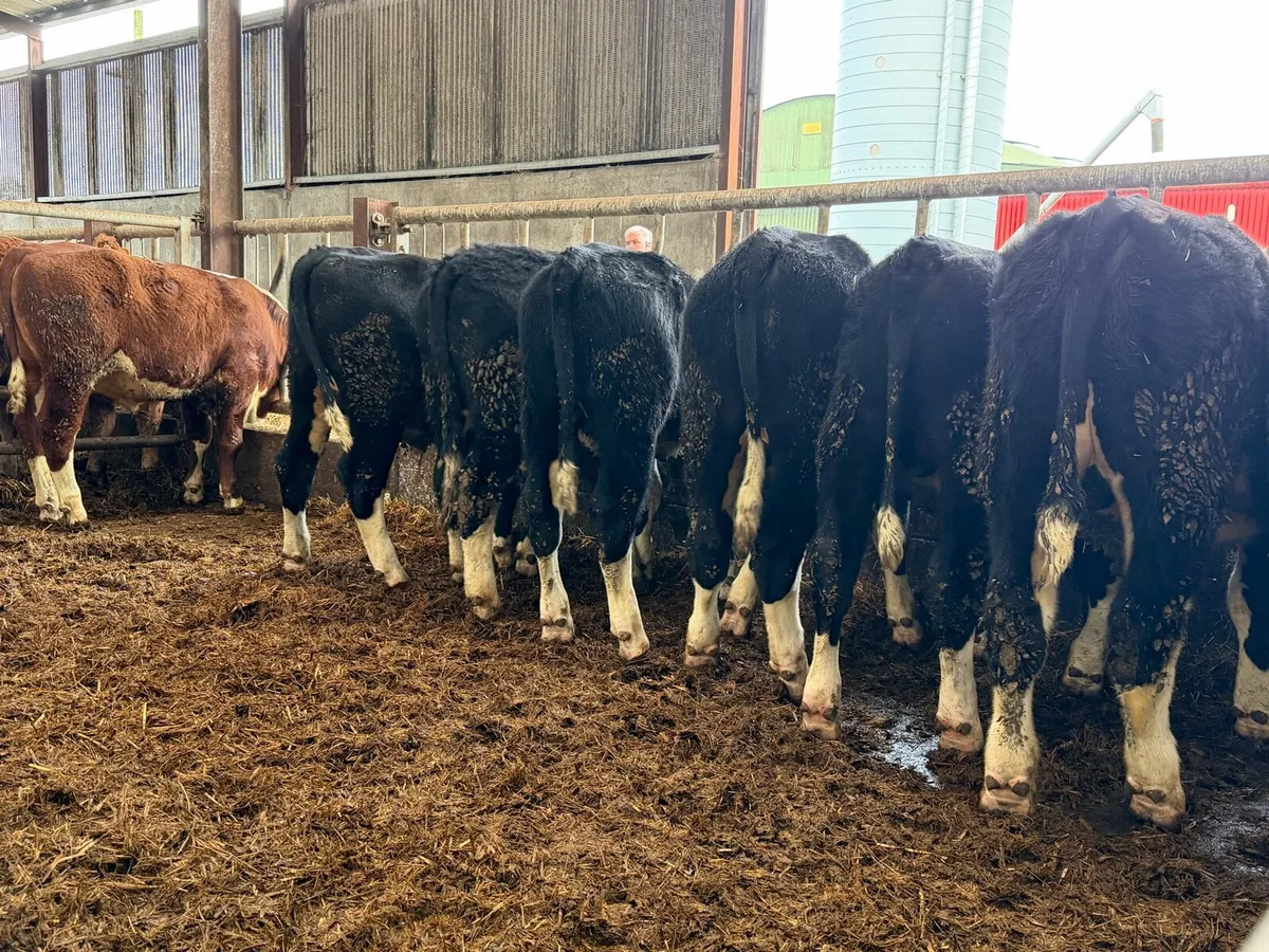 8 super white head bullocks - Image 2