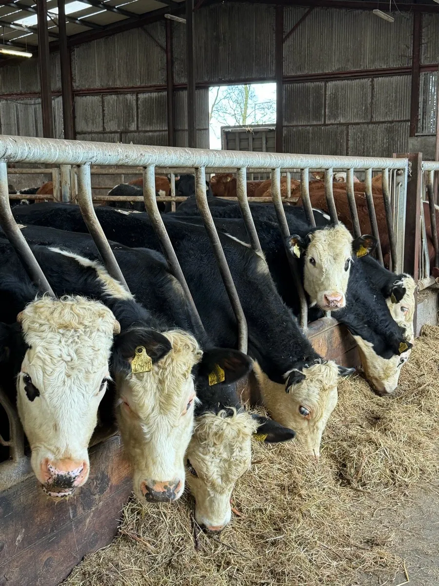 8 super white head bullocks - Image 4