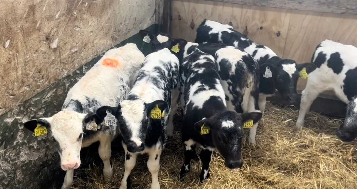 ❌fresh calves ❌ - Image 1