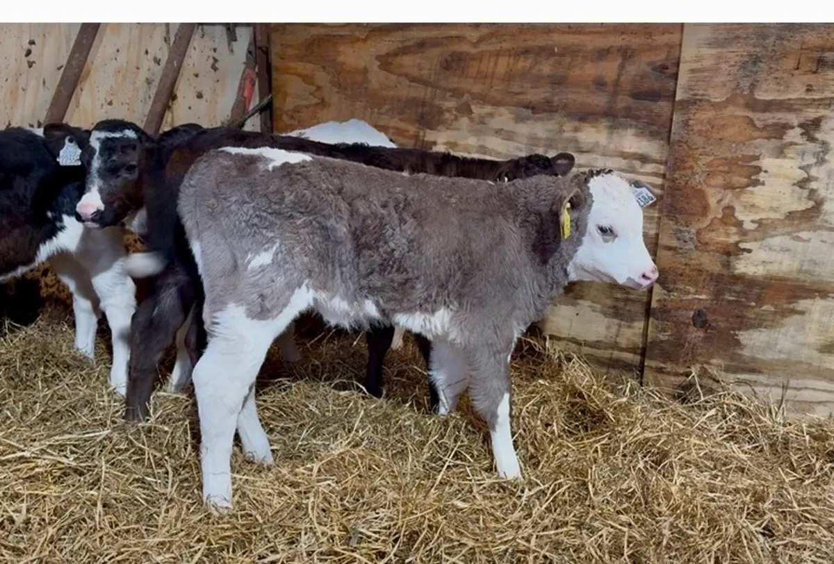 ❌fresh calves ❌ - Image 3
