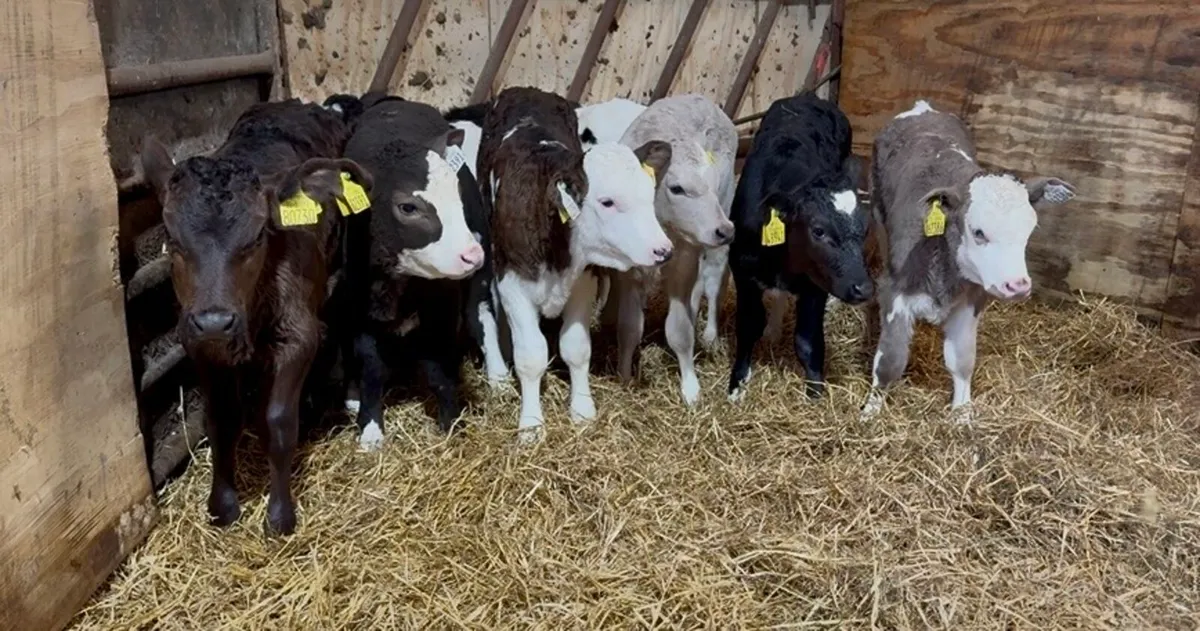 ❌fresh calves ❌ - Image 4