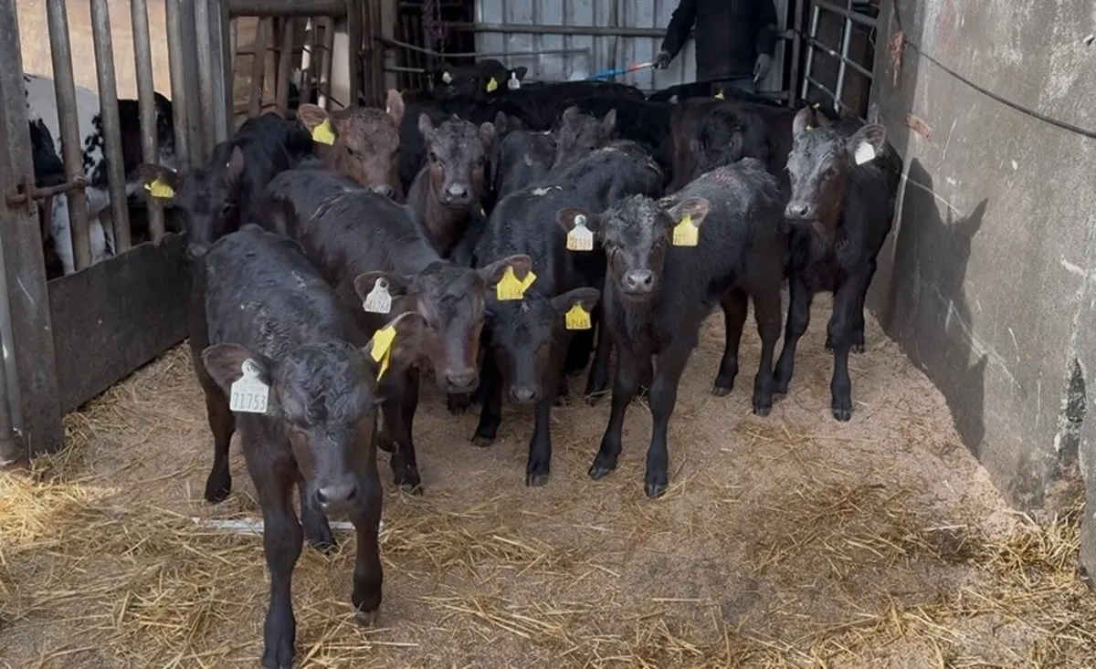 ❌fresh calves ❌ - Image 1