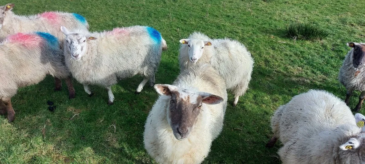 Sheep - Image 1