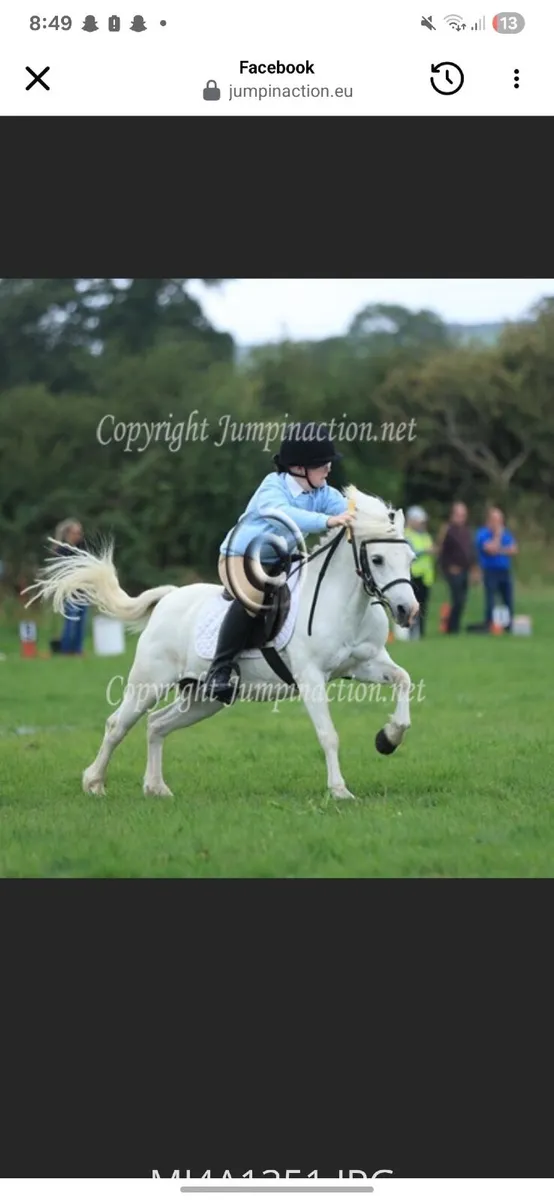 11.2 pony for sale - Image 1
