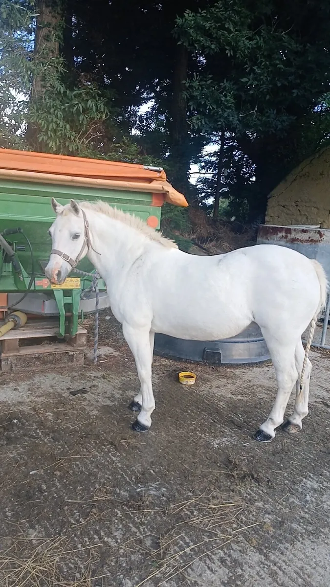 11.2 pony for sale - Image 2