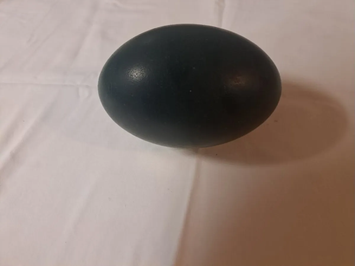 Fertile Emu Eggs - Image 2
