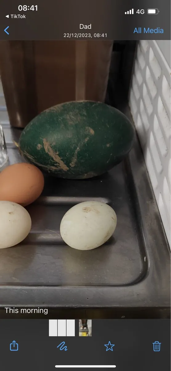 Fertile Emu Eggs - Image 3
