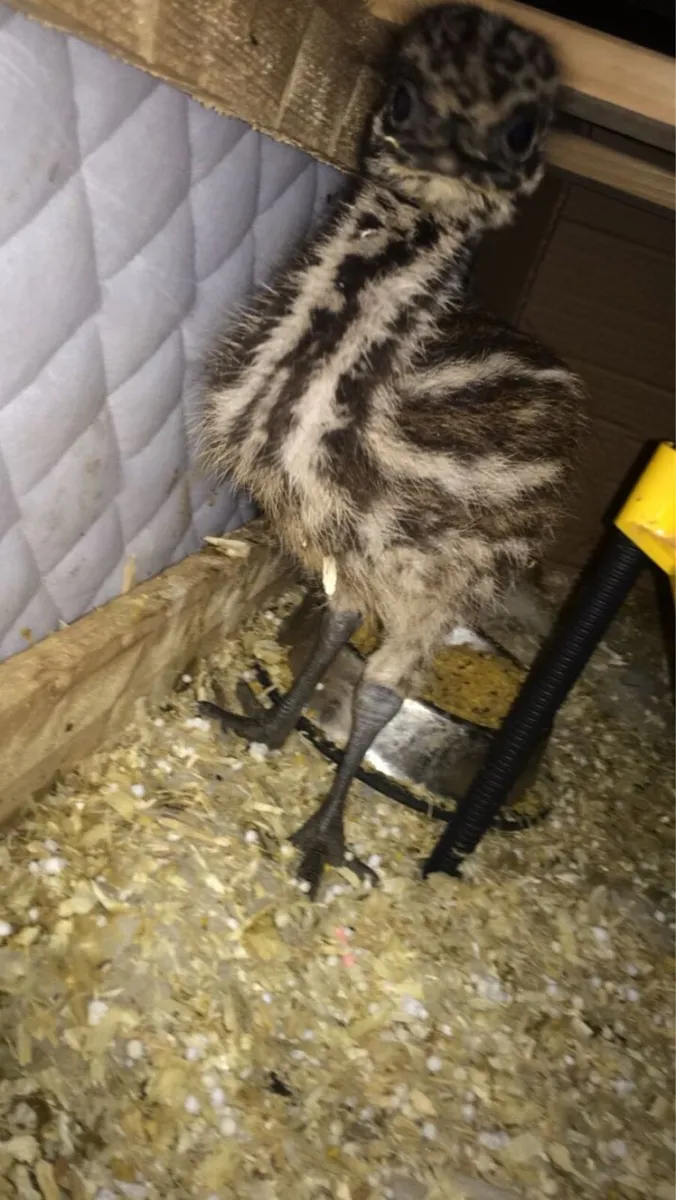 Fertile Emu Eggs - Image 4