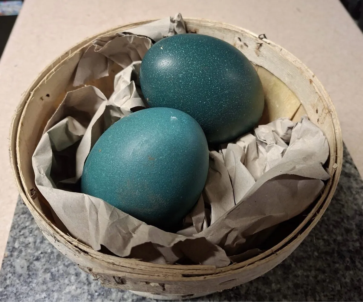 Fertile Emu Eggs - Image 1