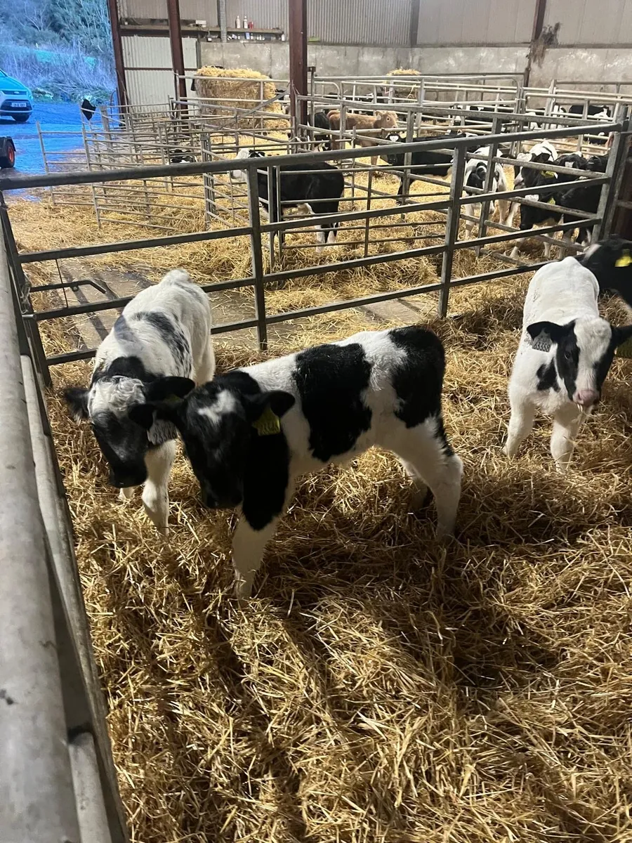 Belgian blue calves for sale - Image 1