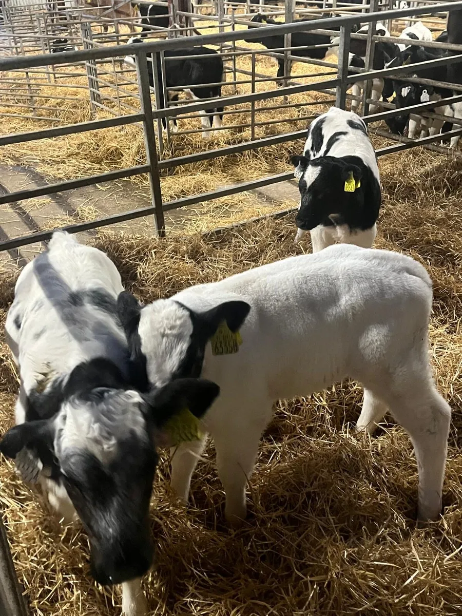 Belgian blue calves for sale - Image 3