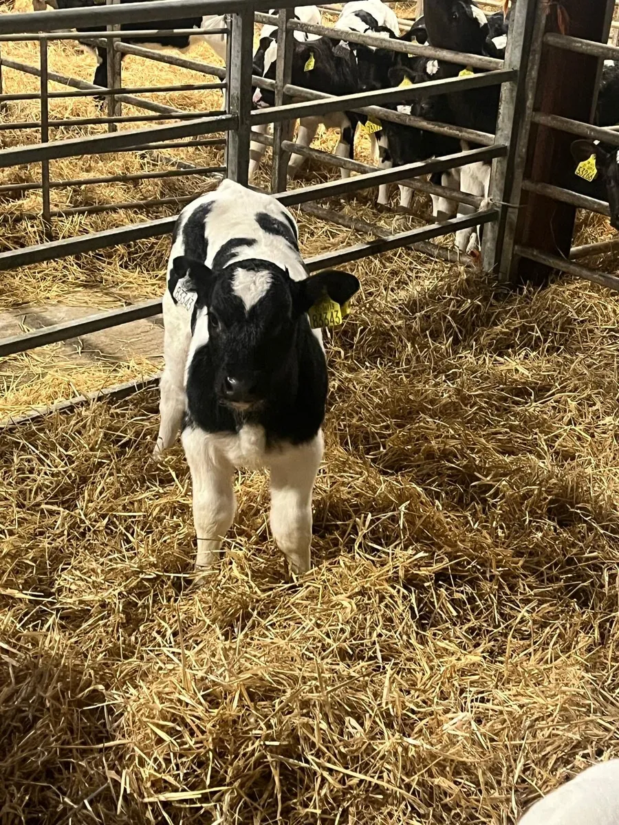 Belgian blue calves for sale - Image 4