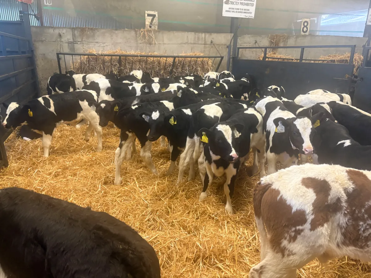 50 super Friesian Bull calves - Image 3