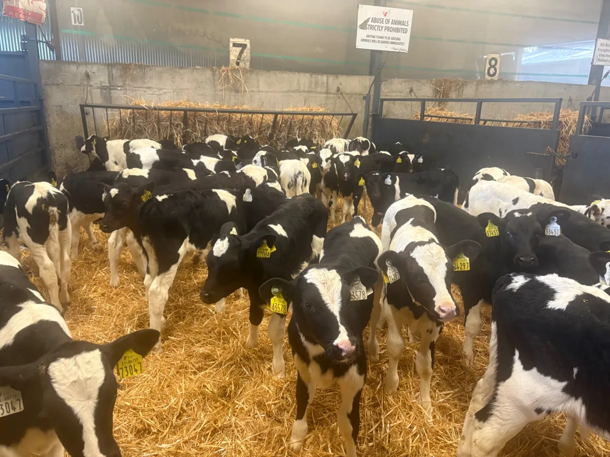 50 super Friesian Bull calves - Image 1