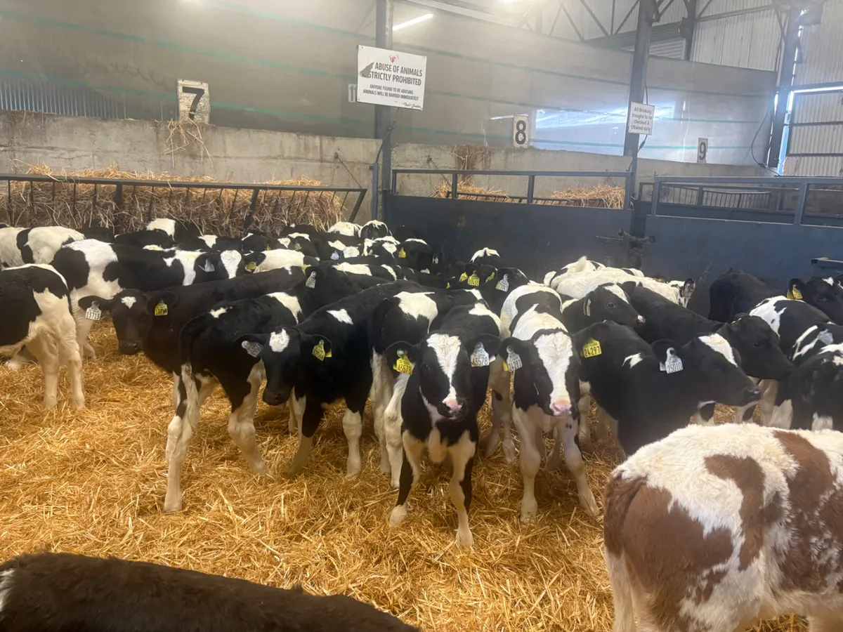 50 super Friesian Bull calves - Image 4