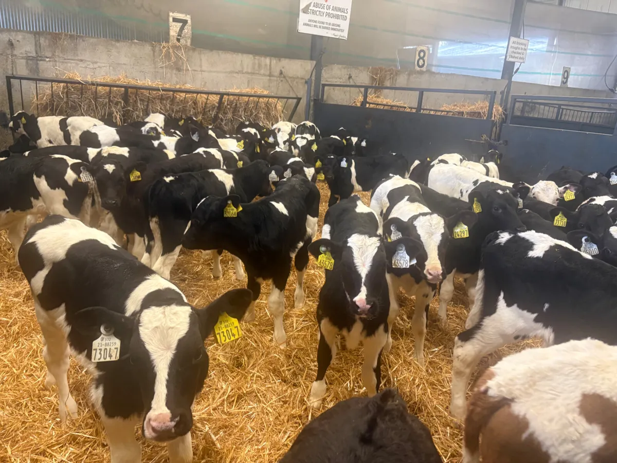 50 super Friesian Bull calves - Image 2