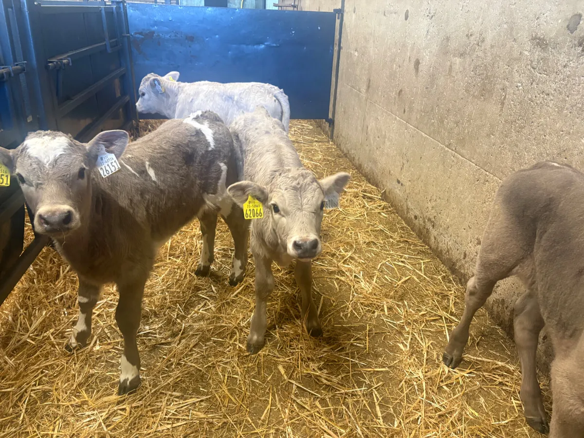 4 Charlois Heifer calves - Image 1