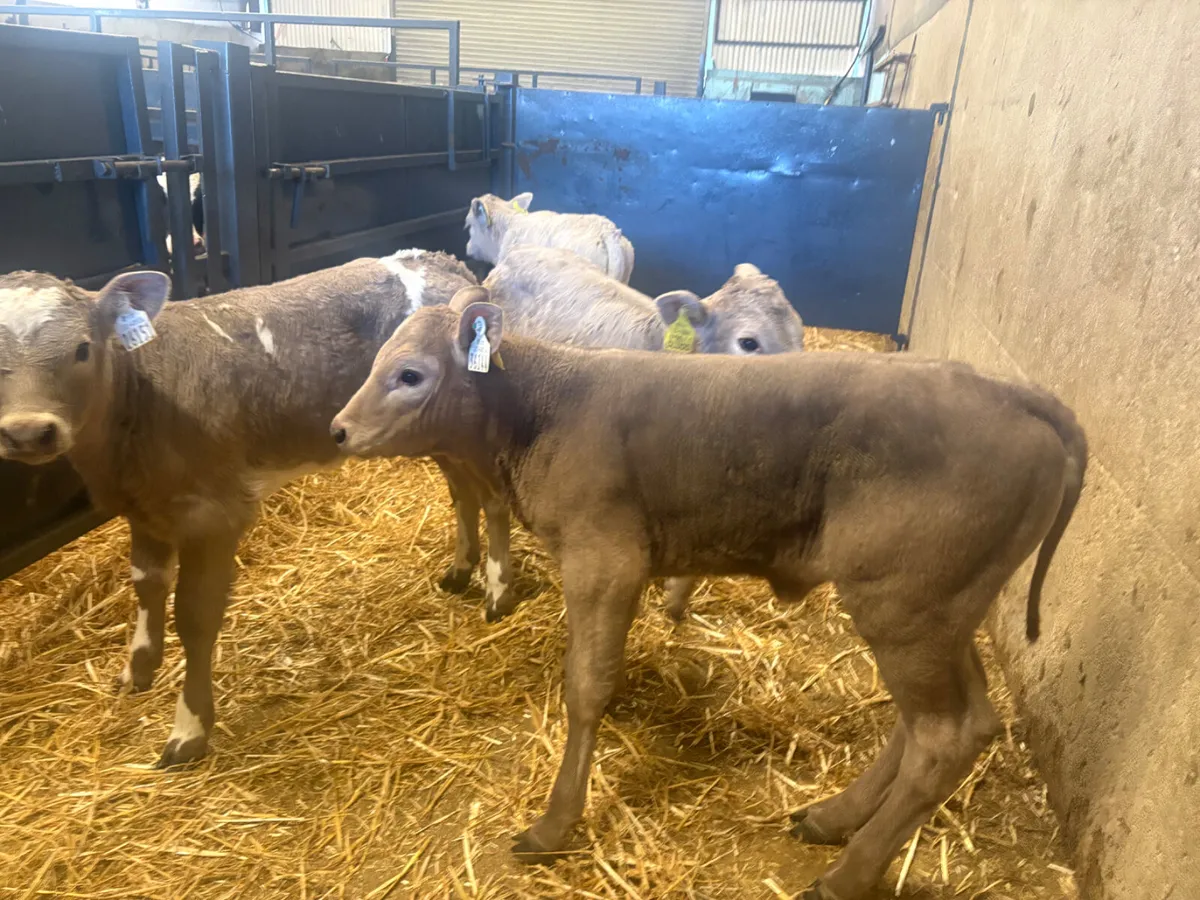 4 Charlois Heifer calves - Image 4