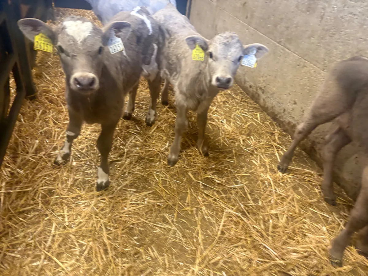 4 Charlois Heifer calves - Image 2