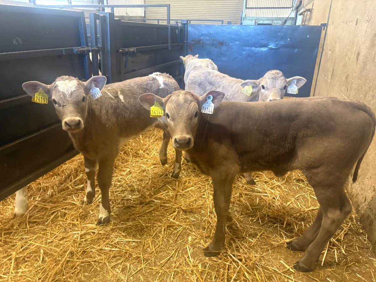 4 Charlois Heifer calves - Image 3