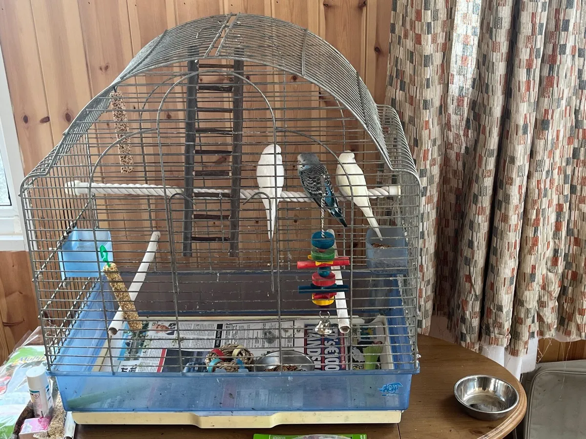 Parrotlets - Image 2